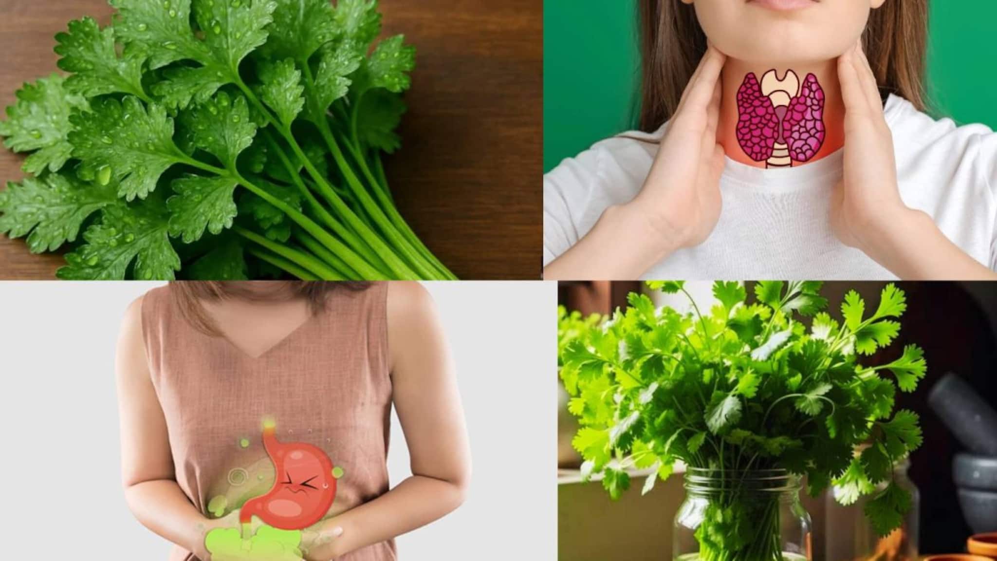 Thyroid & Uric Acid: থাইরয়েড, ইউরিক অ্যাসিডের মহৌষধ! কোলেস্টেরল, ব্লাড সুগার জব্দ করতেও সুপারহিট ধনেপাতা Thyroid & Uric Acid: থাইরয়েড, ইউরিক অ্যাসিডের মহৌষধ! কোলেস্টেরল, ব্লাড সুগার জব্দ করতেও সুপারহিট ধনেপাতা