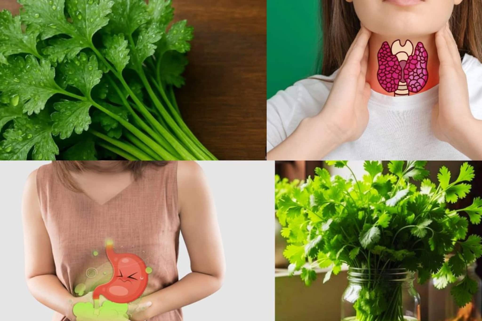  থাইরয়েড, ইউরিক অ্যাসিডের মহৌষধ! কোলেস্টেরল, ব্লাড সুগার জব্দ করতেও সুপারহিট ধনেপাতা