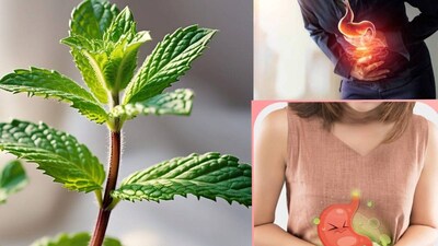 আজকাল যেখানে মানুষ সামান্য অসুস্থতার জন্যও দামী ওষুধের আশ্রয় নেয়, সেখানে গ্রামে পুদিনা দিয়ে ঘরোয়া প্রতিকারের ঐতিহ্য এখনও টিকে আছে। স্থানীয়দের বিশ্বাস, পুদিনা একটি প্রাকৃতিক প্রতিকার যা বাড়িতে সহজেই পাওয়া যায় এবং খুব বেশি খরচ ছাড়াই অনেক সমস্যা থেকে মুক্তি দিতে পারে।