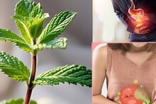 Gas & Acidity Home Remedies: অ্যান্টাসিড কিনে মুঠো মুঠো টাকা খরচের দিন শেষ! কয়েকটা সস্তা পাতাতেই কমবে গ্যাস, বদহজম, পেট ব্যথা, বমি! ছুমন্তরে চটজলদি আরাম!