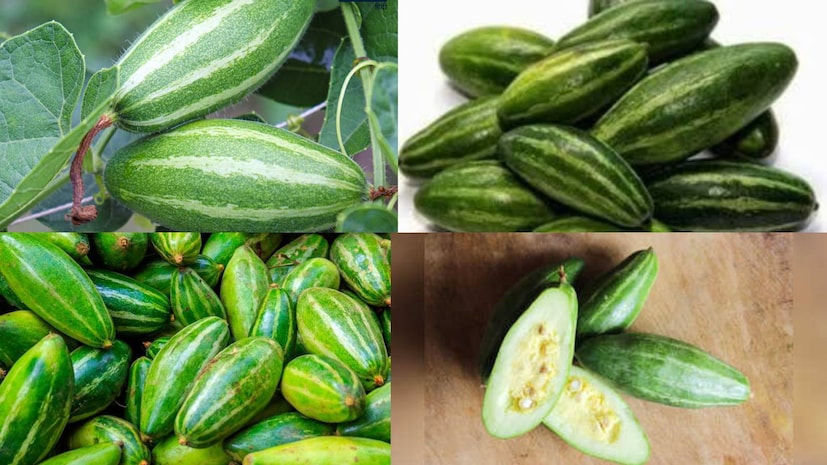 বসন্তকাল মানেই বাজারে হাজির কচি পটল। এই সময়ে নতুন ওঠা এই সবজির স্বাদও বেশ তরতাজা থাকে। যত দিন যায়, গরম বাড়ে, তত স্বাদ কমতে থাকে পটলের। নিতান্ত সাধারণ এই সবজিও উপকারিতায় ঠাসা। একাধিক স্বাস্থ্য সমস্যার মুশকিল আসান পটল। পটল প্রোটিন ও ভিটামিন এ সমৃদ্ধ এবং এর ঔষধি গুণও রয়েছে যা রক্তে শর্করা ও সিরাম ট্রাইগ্লিসারাইড কমাতে পারে। বসন্তকাল মানেই বাজারে হাজির কচি পটল। এই সময়ে নতুন ওঠা এই সবজির স্বাদও বেশ তরতাজা থাকে। যত দিন যায়, গরম বাড়ে, তত স্বাদ কমতে থাকে পটলের। নিতান্ত সাধারণ এই সবজিও উপকারিতায় ঠাসা। একাধিক স্বাস্থ্য সমস্যার মুশকিল আসান পটল। পটল প্রোটিন ও ভিটামিন এ সমৃদ্ধ এবং এর ঔষধি গুণও রয়েছে যা রক্তে শর্করা ও সিরাম ট্রাইগ্লিসারাইড কমাতে পারে।