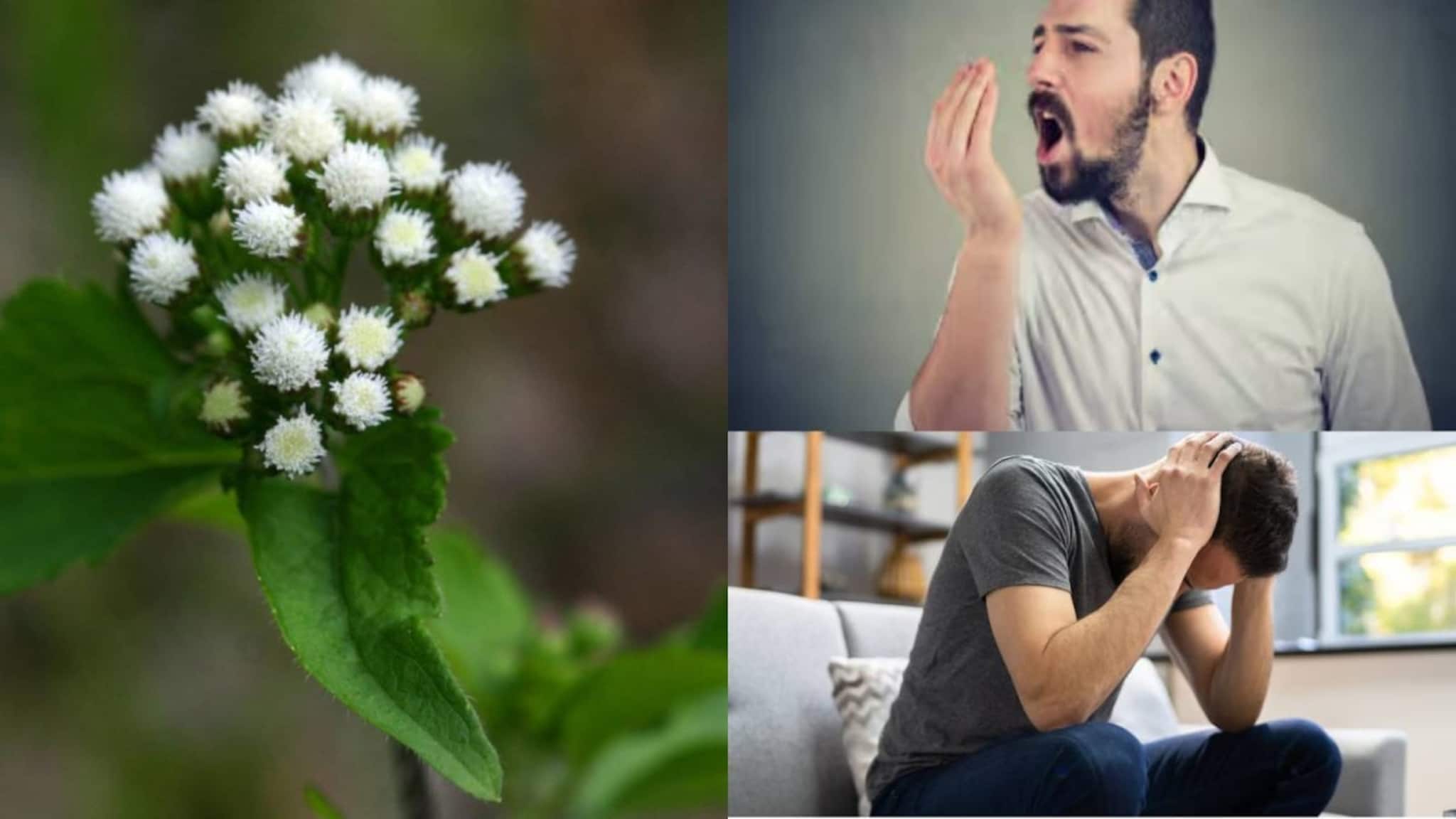 Herbal Plant: নামে বিষ, কাজে অমৃত! মৃগীরোগের খিঁচুনি কমাতে সঞ্জীবনী এই আগাছা কমায় চর্মরোগ, মুখের দুর্গন্ধ, কোষ্ঠকাঠিন্য!