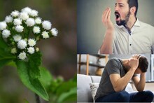 Herbal Plant: নামে বিষ, কাজে অমৃত! মৃগীরোগের খিঁচুনি কমাতে সঞ্জীবনী এই আগাছা কমায় চর্মরোগ, মুখের দুর্গন্ধ, কোষ্ঠকাঠিন্য!