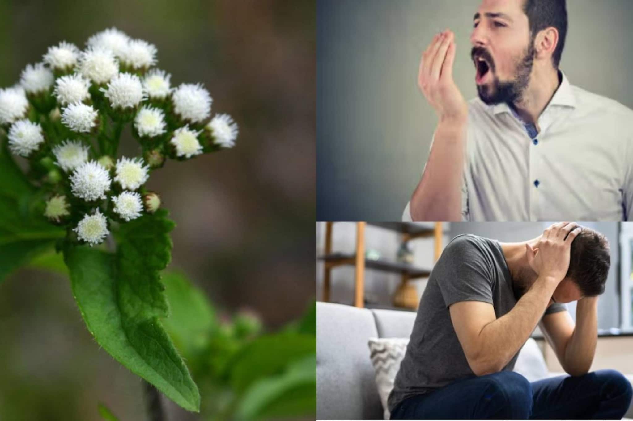 নামে বিষ, কাজে অমৃত! মৃগীরোগের খিঁচুনি কমাতে সঞ্জীবনী এই আগাছা কমায় চর্মরোগ, মুখের দুর্গন্ধ, কোষ্ঠকাঠিন্য!