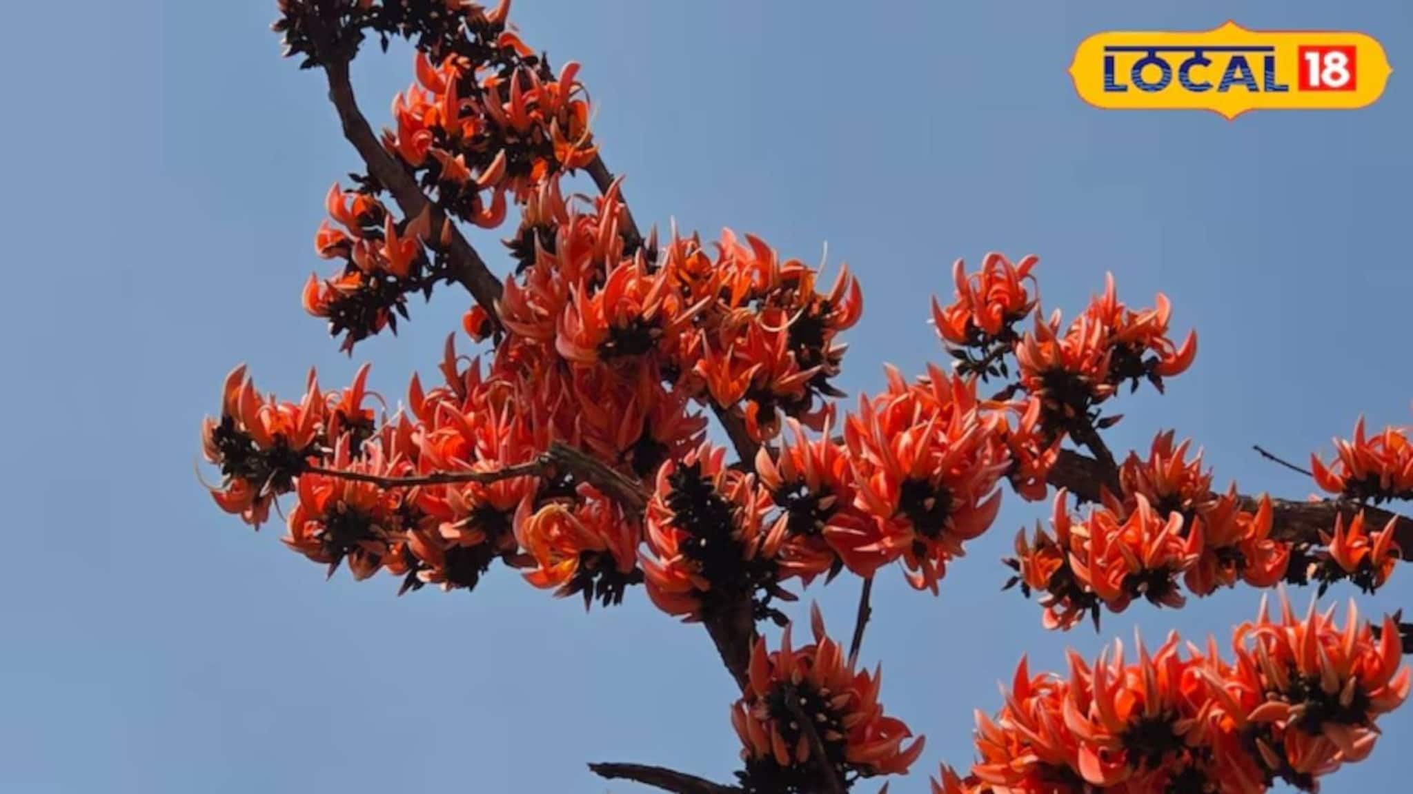 দোলের আগেই শীতের সম্পূর্ণ বিদায়? নাকি শিরশিরানি বাতাসেই খেলতে হবে রং? জানুন পূর্বাভাস