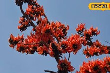 Weather Forecast: দোলের আগেই শীতের সম্পূর্ণ বিদায়? নাকি শিরশিরানি বাতাসেই খেলতে হবে রং? জানুন পূর্বাভাস