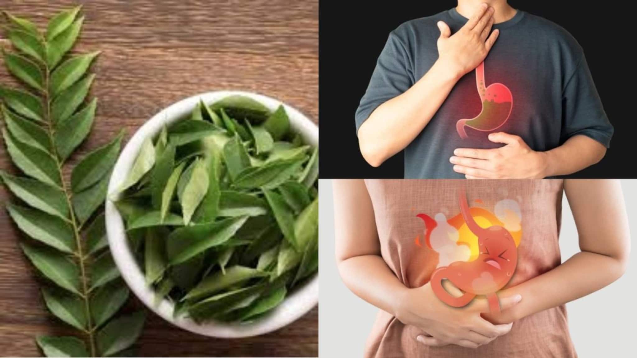 Curry Leaves to Stop White Hair: ৫ টা কারিপাতা এভাবে খেলেই নির্মূল বদহজম! বন্ধ চোঁয়াঢেকুর! কমবে ওজন! গায়েব সাদা চুল!