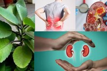 Kidney Stone & Piles Remedies: গলিয়ে দেবে কিডনির পাথর! পরিষ্কার ফুসফুস! অর্শ থেকে হৃদরোগেও আশীর্বাদ এই অনাদরের গাছ