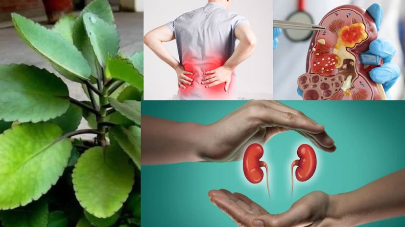 পাথর ভাঙার গাছ, যা আয়ুর্বেদে একটি অলৌকিক উদ্ভিদ হিসেবে বিবেচিত। এই গাছটি বিশেষ করে কিডনির পাথর গলাতে সহায়ক। এটি হৃদপিণ্ড, ত্বক, মূত্রনালী এবং হজম সংক্রান্ত অনেক সমস্যাতেও উপশম দেয়। এর সবচেয়ে বড় সুবিধা হলো, এটি বাড়িতে একটি ছোট টবে সহজেই চাষ করা যায়, ফলে এটি একটি ঘরোয়া ভেষজে পরিণত হয়। পাথর ভাঙার গাছ, যা আয়ুর্বেদে একটি অলৌকিক উদ্ভিদ হিসেবে বিবেচিত। এই গাছটি বিশেষ করে কিডনির পাথর গলাতে সহায়ক। এটি হৃদপিণ্ড, ত্বক, মূত্রনালী এবং হজম সংক্রান্ত অনেক সমস্যাতেও উপশম দেয়। এর সবচেয়ে বড় সুবিধা হলো, এটি বাড়িতে একটি ছোট টবে সহজেই চাষ করা যায়, ফলে এটি একটি ঘরোয়া ভেষজে পরিণত হয়।