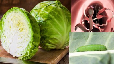 বাঁধাকপিতে সালফার-ভিত্তিক যৌগ থাকে যা শরীরের প্রাকৃতিক ডিটক্সিফিকেশন সিস্টেমকে সমর্থন করে। ক্লিভল্যান্ড ক্লিনিক প্রায়ই বাঁধাকপিকে "অন্ত্র-বান্ধব" সবজি হিসাবে বর্ণনা করে কারণ এর ফাইবার উপকারী অন্ত্রের ব্যাকটেরিয়াকে খাওয়ায় এবং নিয়মিত হজমে সহায়তা করে। তবে বাঁধাকপি খেলে কৃমি হয় এই বিশ্বাস ব্যাপক ভাবে প্রচলিত৷ বিশেষ করে দক্ষিণ এশিয়ার কিছু অংশে এই ধারণা আছে। তবে বৈজ্ঞানিকভাবে, এই ভয়টি ভুল।