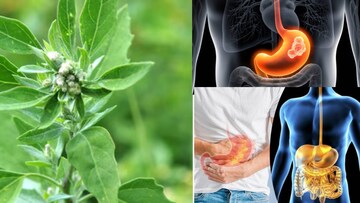 সস্তার শাকে গলগলিয়ে সাফ বিষাক্ত জিনিস! গ্যাস অম্বল পেট ফাঁপা সারিয়ে ফেলুন নামমাত্র খরচে