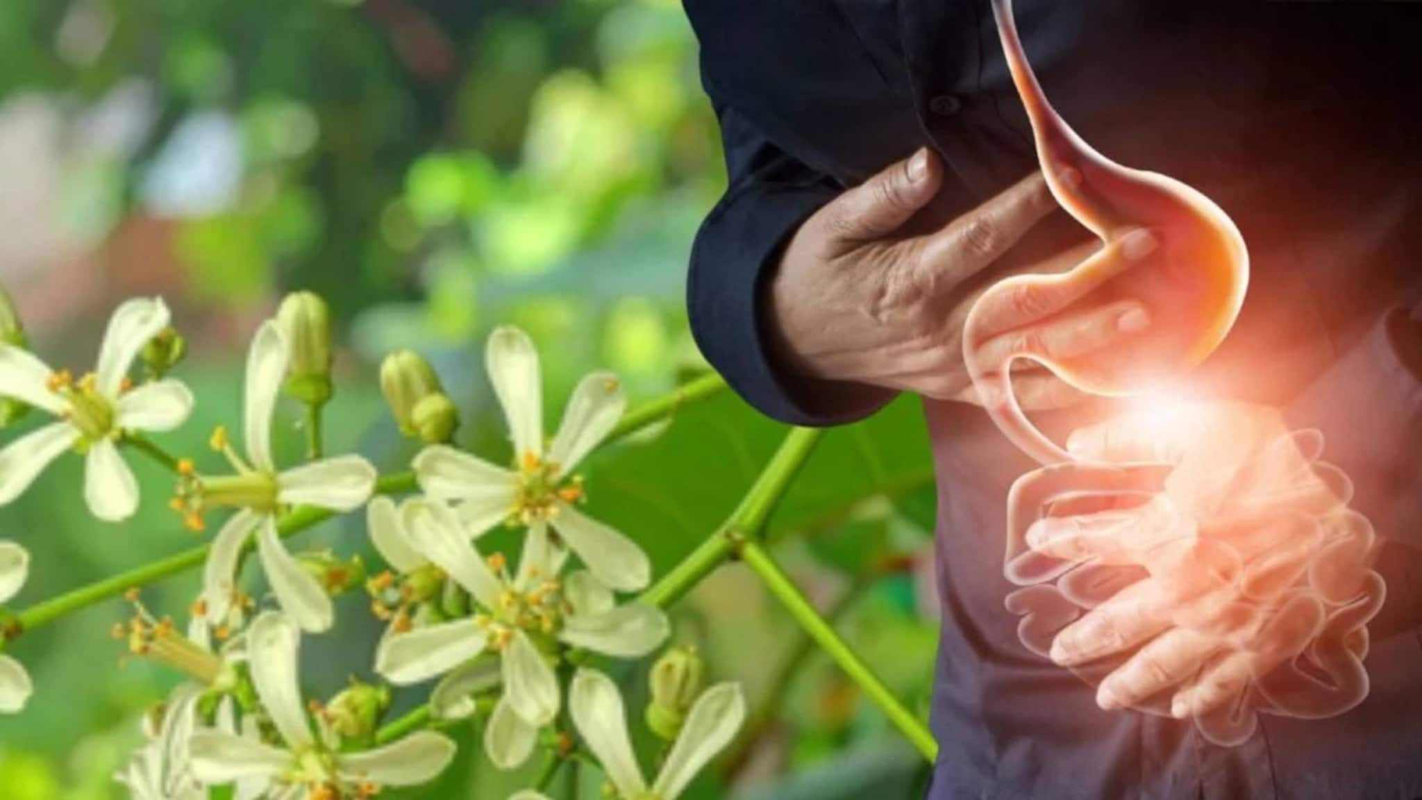 Indigestion & Constipation: তিতো গাছের সস্তা ছোট্ট সাদা ফুলের গুণেই ধুয়েমুছে সাফ কোষ্ঠকাঠিন্য! জব্দ বদহজম! নির্বংশ কৃমি Indigestion & Constipation: তিতো গাছের সস্তা ছোট্ট সাদা ফুলের গুণেই ধুয়েমুছে সাফ কোষ্ঠকাঠিন্য! জব্দ বদহজম! নির্বংশ কৃমি