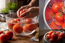 Tomato Cleaning Tips: টম্যাটোতে কিলবিল করে বিষাক্ত কীটনাশক! উপচে পড়ে ক্ষতিকর রাসায়নিক! ‘এই’ বিশেষ জিনিসে ধুয়ে তবেই দাঁতে কাটুন!