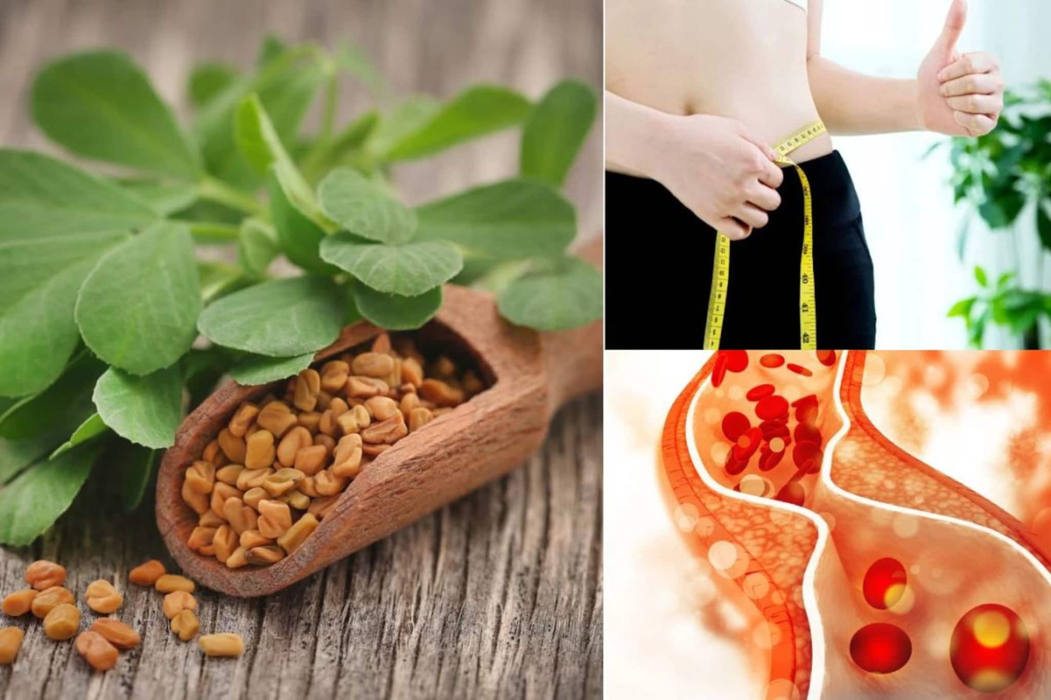 ১ চামচ মেথিদানা এভাবে খেলে গলবে মেদ! কোষ্ঠকাঠিন্যের মহৌষধ! কোলেস্টেরল ডায়াবেটিসে ধন্বন্তরি