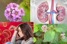 Blood Pressure & Kidney Disease: কিডনির রোগ, ব্লাড প্রেশার নিয়ন্ত্রণে সঞ্জীবনী! মূত্রবর্ধক এই ঘাস মহৌষধ অ্যানিমিয়া, জন্ডিসেও!