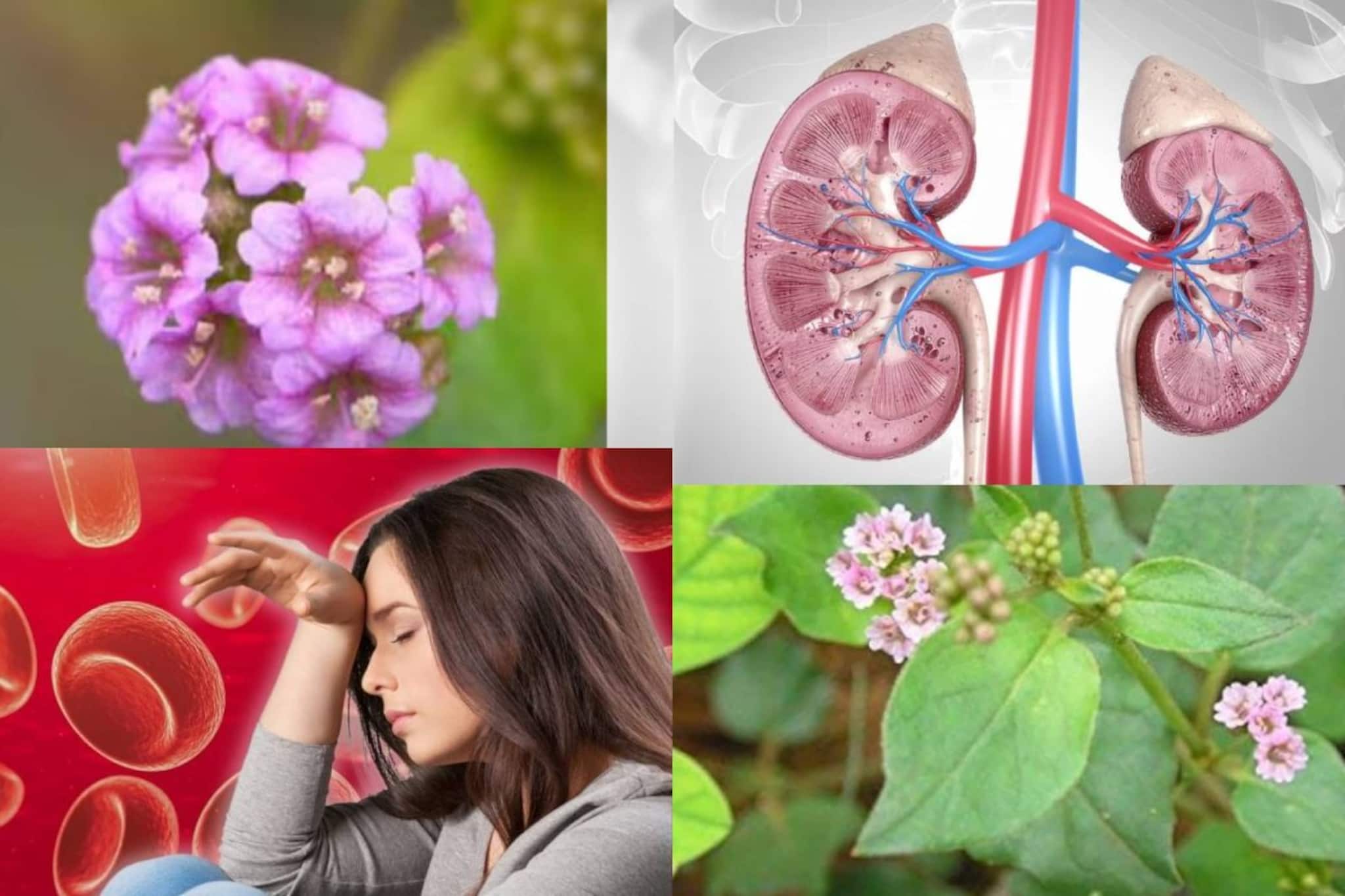 কিডনির রোগ, ব্লাড প্রেশার নিয়ন্ত্রণে সঞ্জীবনী! মূত্রবর্ধক এই ঘাস মহৌষধ অ্যানিমিয়া, জন্ডিসেও! কিডনির রোগ, ব্লাড প্রেশার নিয়ন্ত্রণে সঞ্জীবনী! মূত্রবর্ধক এই ঘাস মহৌষধ অ্যানিমিয়া, জন্ডিসেও!