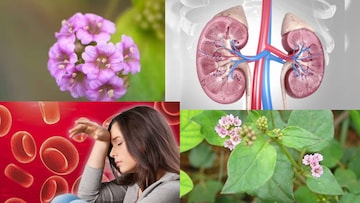 কিডনির রোগ, ব্লাড প্রেশার নিয়ন্ত্রণে সঞ্জীবনী! মূত্রবর্ধক এই ঘাস মহৌষধ অ্যানিমিয়া, জন্ডিসেও! কিডনির রোগ, ব্লাড প্রেশার নিয়ন্ত্রণে সঞ্জীবনী! মূত্রবর্ধক এই ঘাস মহৌষধ অ্যানিমিয়া, জন্ডিসেও!