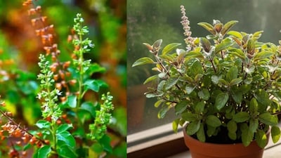 তুলসী গাছের গুরুত্ব ও মাহাত্ম্য গভীর৷ আধ্যাত্মিকতা তো বটেই৷ আয়ুর্বেদ ও ভেষজ দিক থেকেও এই গাছ ওষধি৷ বাড়িতে এই গাছ থাকার প্রয়োজনীয়তা বলে শেষ করা যায় না৷ 