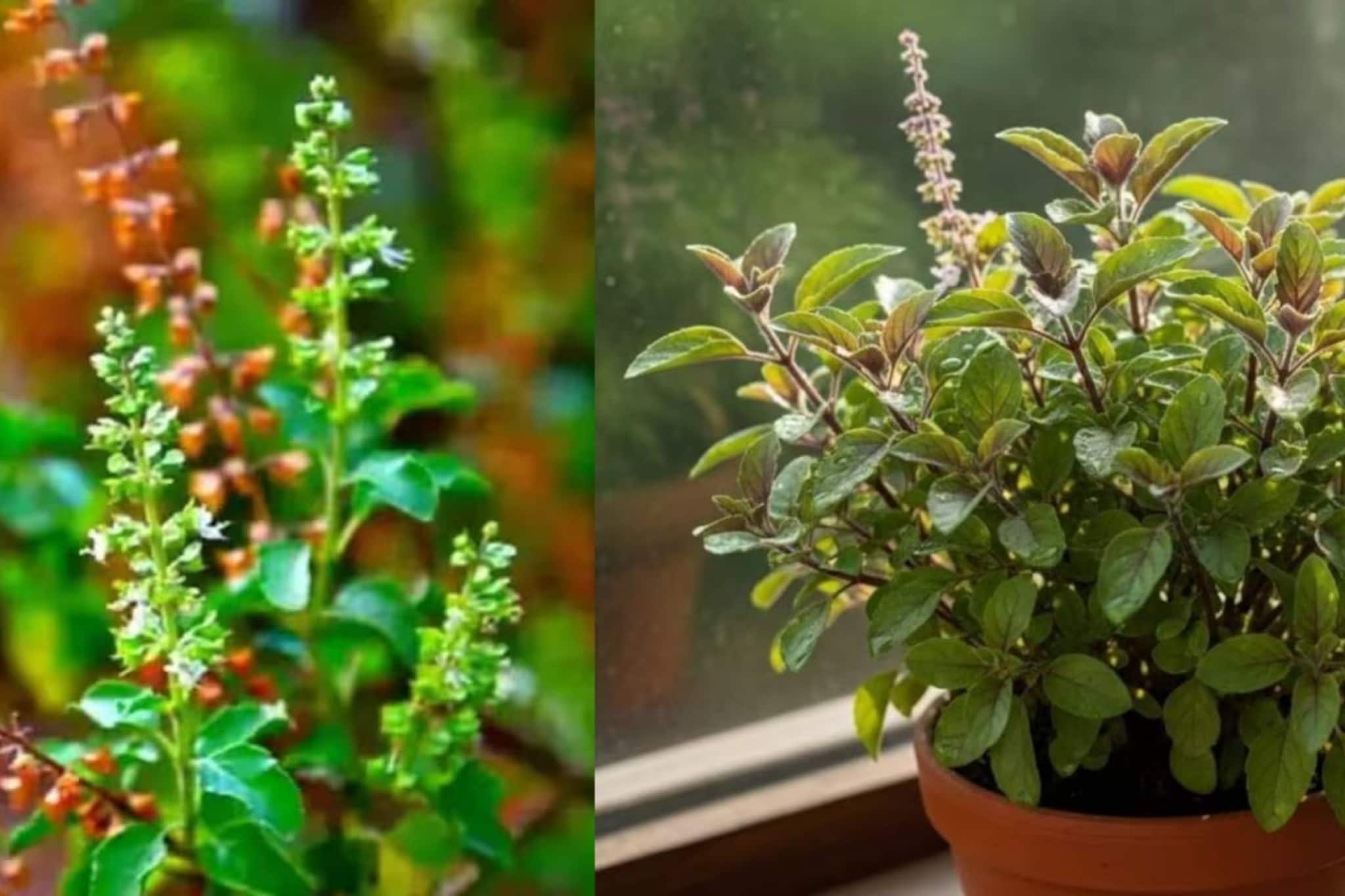 ১ টাকার শ্যাম্পু আর অল্প ফিটকিরি গুঁড়ো! ‘এভাবে’ ব্যবহার করলেই তুলসীগাছ থাকবে সতেজ ও চিরসবুজ! কোনও দিন শুকিয়ে যাবে না এর পাতা, ডাল ও মঞ্জরী