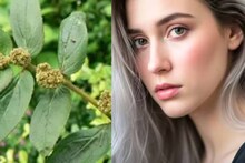 White Hair Stopping Grass: ঘাস ভেবে উপড়ে ফেলবেন না! ওষুধের ভান্ডার এই পাতার রসেই বন্ধ পাকা চুল! গজাবে নতুন চুল! ডায়াবেটিস, হাঁপানি, কৃমি, চর্মরোগেও অব্যর্থ