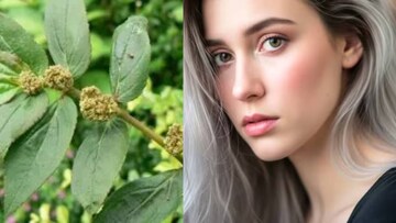 ঘাস ভেবে উপড়ে ফেলবেন না! ওষুধের ভান্ডার এই পাতার রসেই বন্ধ পাকা চুল! গজাবে নতুন চুল! ডায়াবেটিস, হাঁপানি, কৃমি, চর্মরোগেও অব্যর্থ