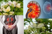 UTI & Kidney Stone: ‘সুপারহিরো’ আগাছা! সারাবে UTI-এর জ্বালা যন্ত্রণা! গলাবে কিডনিতে জমা পাথর! ছুটি অ্যাসিডিটি-বদহজমেরও!