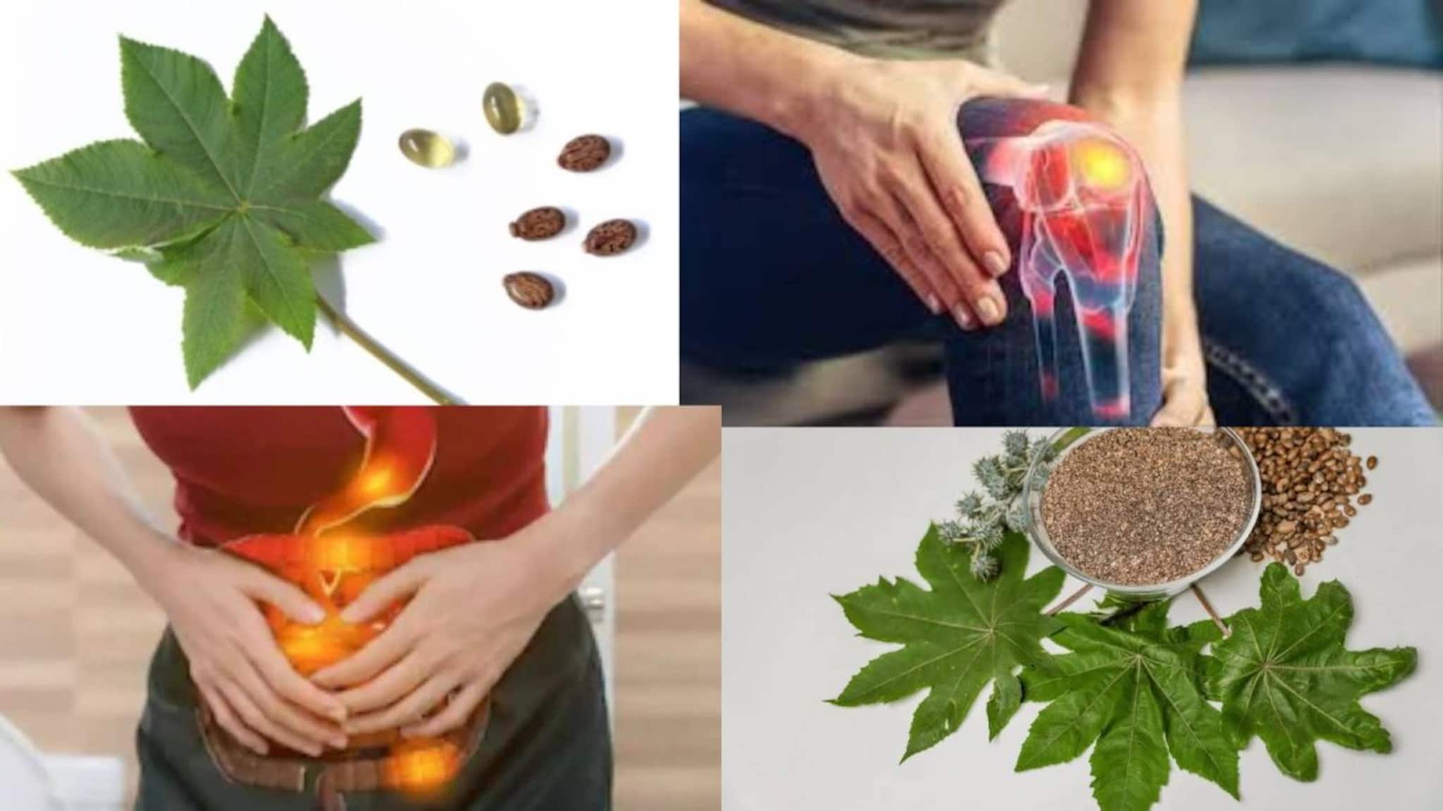 Joint Pain & Gut Problem Home Remedy: সস্তা বুনো পাতার রস আশীর্বাদ! ধন্বন্তরির মতো কমায় গাঁটের ব্যথা! কর্পূরের মতো উবে যায় কোষ্ঠকাঠিন্য-সহ পেটের সব রোগ Joint Pain & Gut Problem Home Remedy: সস্তা বুনো পাতার রস আশীর্বাদ! ধন্বন্তরির মতো কমায় গাঁটের ব্যথা! কর্পূরের মতো উবে যায় কোষ্ঠকাঠিন্য-সহ পেটের সব রোগ
