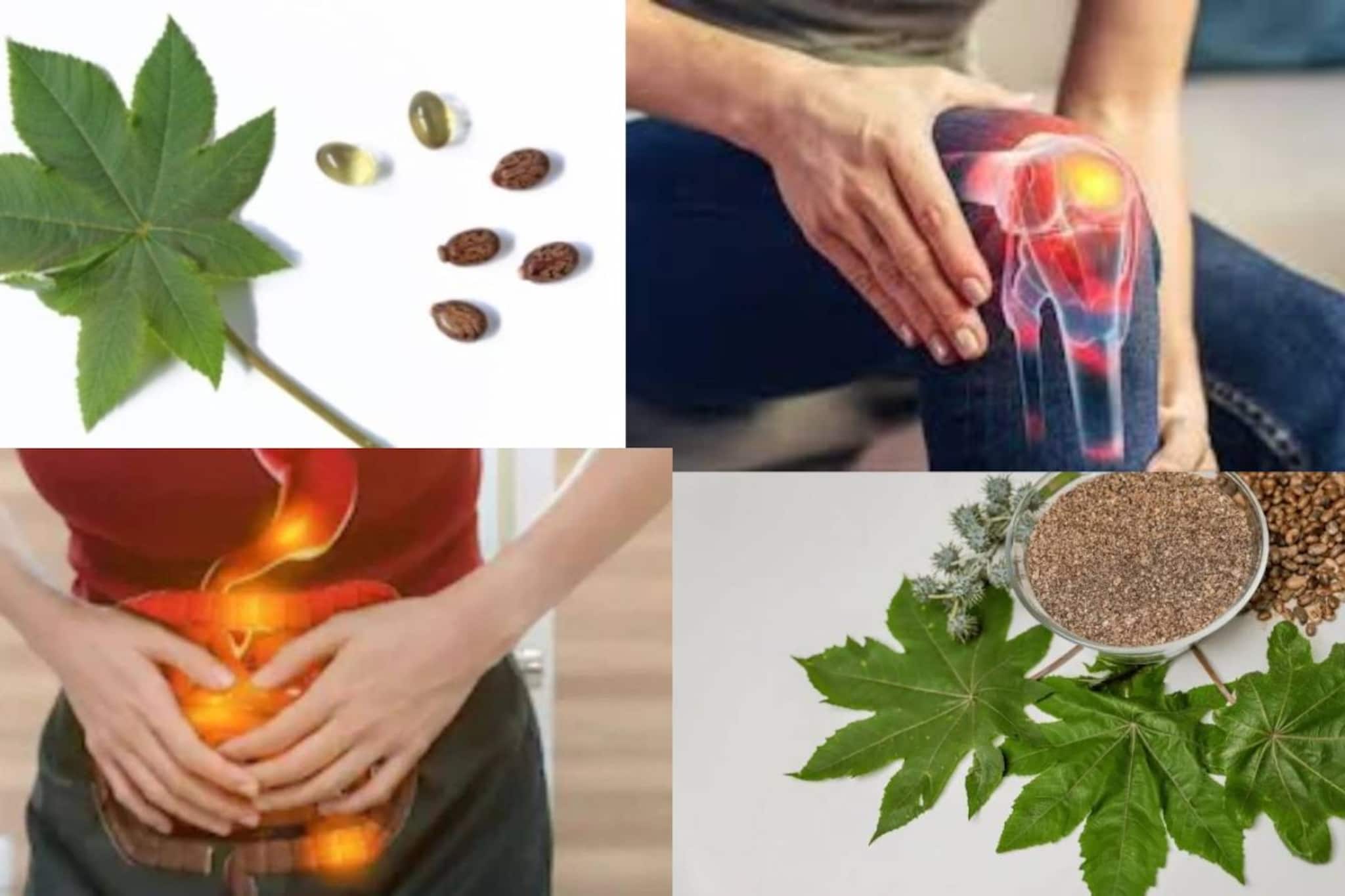 সস্তা বুনো পাতার রস আশীর্বাদ! ধন্বন্তরির মতো কমায় গাঁটের ব্যথা! কর্পূরের মতো উবে যায় কোষ্ঠকাঠিন্য-সহ পেটের সব রোগ সস্তা বুনো পাতার রস আশীর্বাদ! ধন্বন্তরির মতো কমায় গাঁটের ব্যথা! কর্পূরের মতো উবে যায় কোষ্ঠকাঠিন্য-সহ পেটের সব রোগ