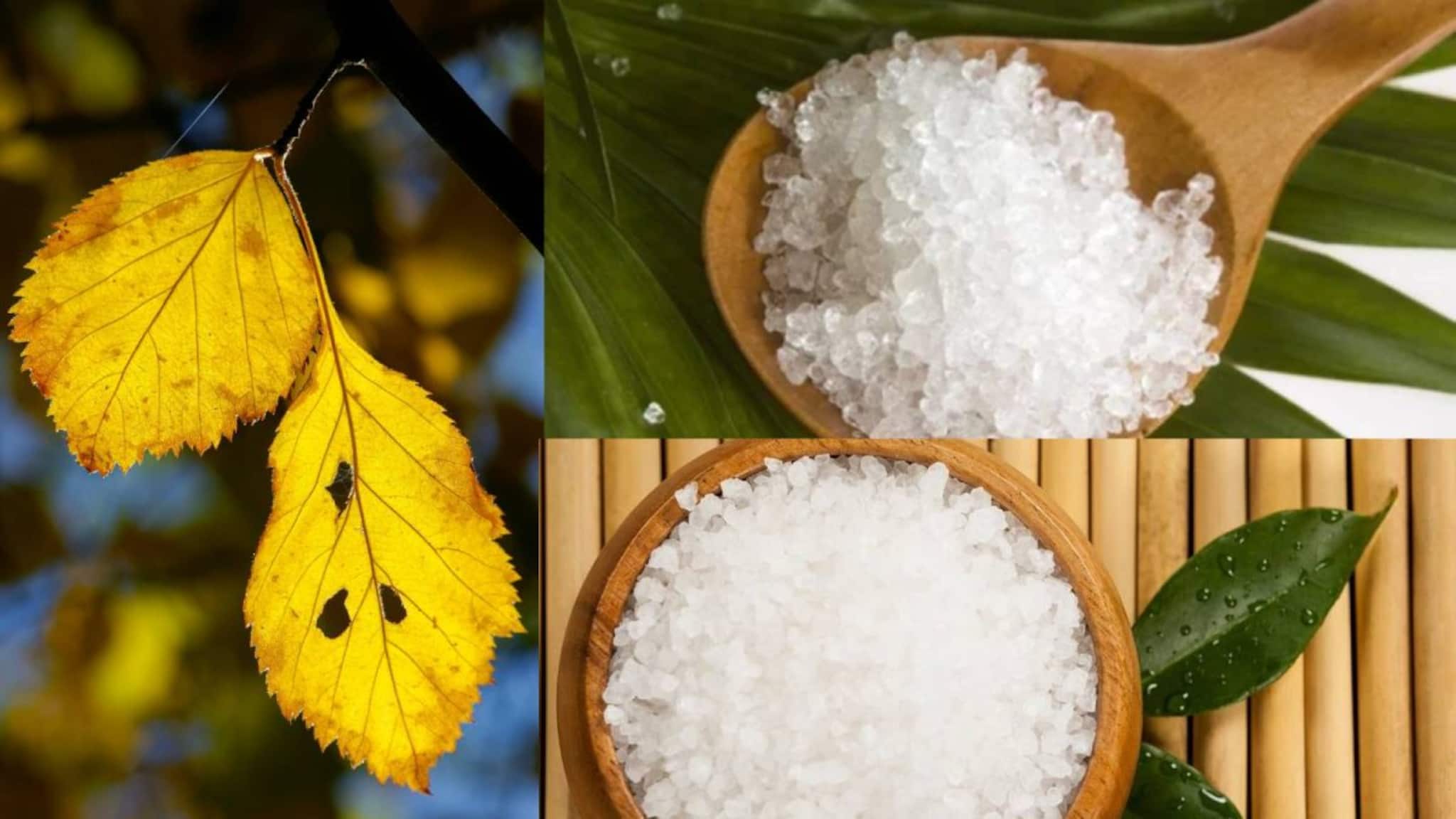 Gardening Tips: Yellow Leaves: ১ লিটার জলে গুলে নিন জাস্ট ১ চামচ! সস্তায় দূর শুকনো পাতা! বাগানের গাছে স্প্রে করলেই ফের সবুজ হবে সব হলুদ পাতা!