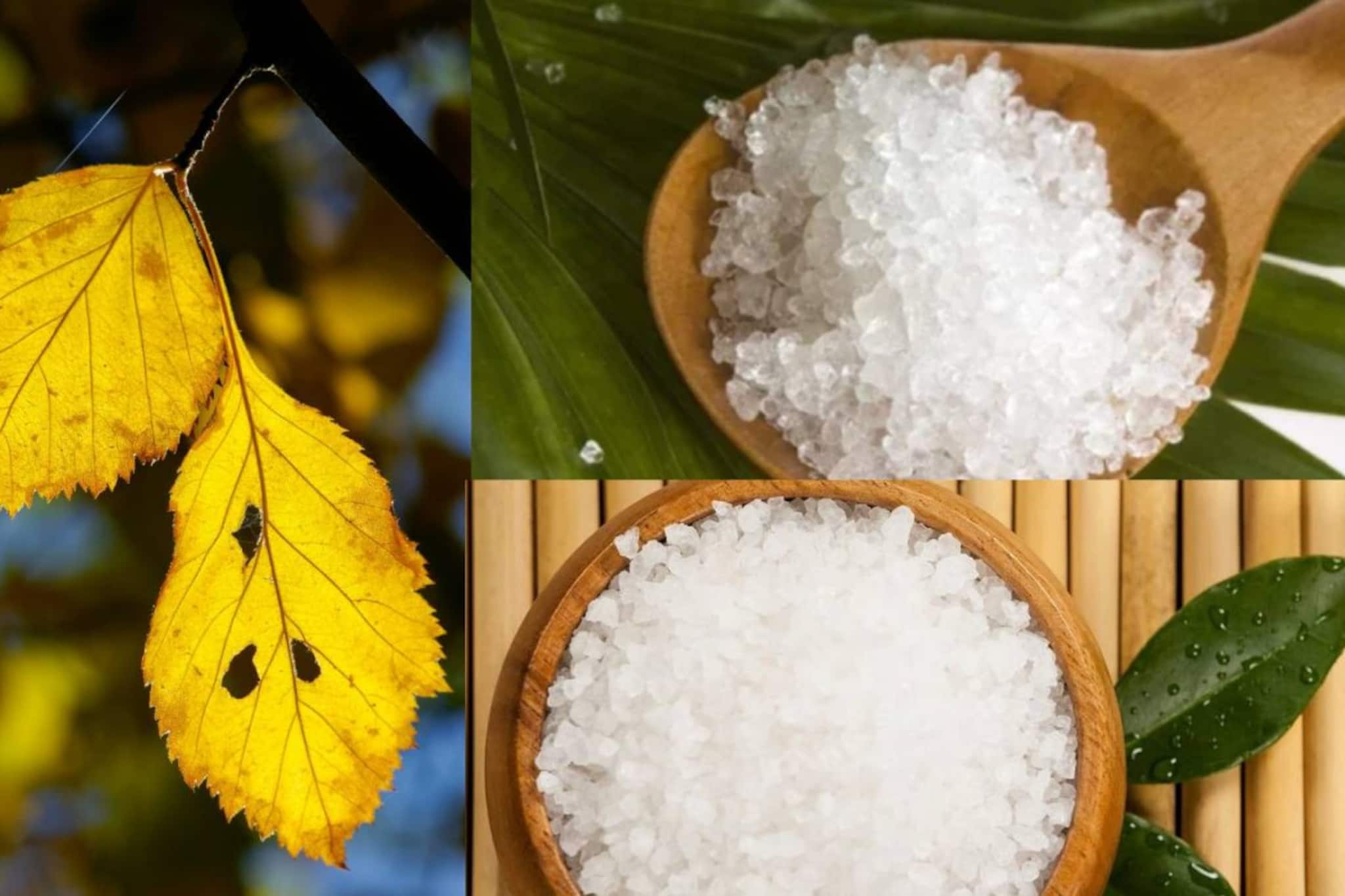 ১ লিটার জলে গুলে নিন জাস্ট ১ চামচ! সস্তায় দূর শুকনো পাতা! বাগানের গাছে স্প্রে করলেই ফের সবুজ হবে সব হলুদ পাতা!