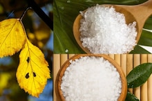 Gardening Tips: Yellow Leaves: ১ লিটার জলে গুলে নিন জাস্ট ১ চামচ! সস্তায় দূর শুকনো পাতা! বাগানের গাছে স্প্রে করলেই ফের সবুজ হবে সব হলুদ পাতা!