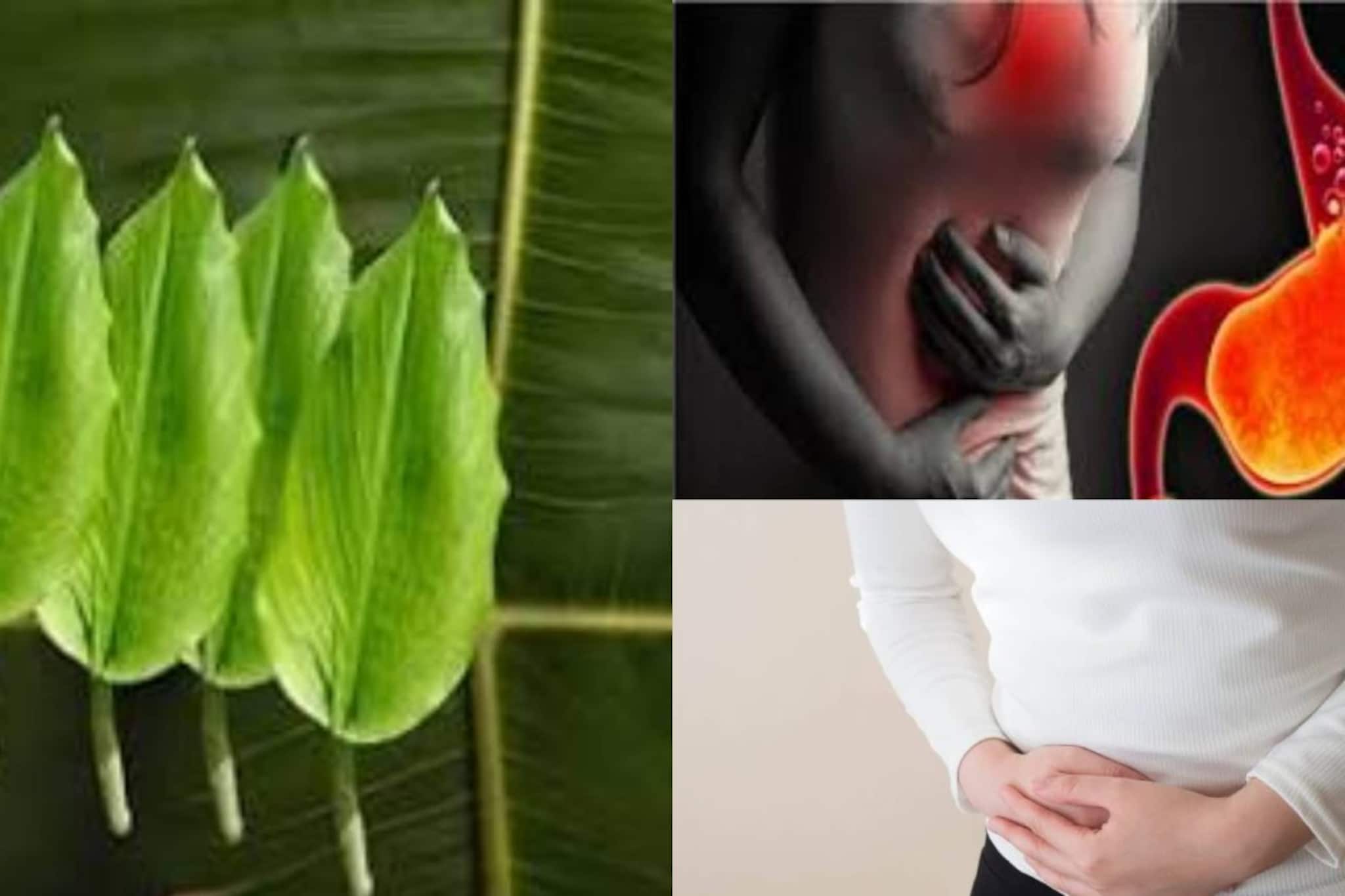 অম্বল, কোষ্ঠকাঠিন্যের দফারফা! ঋতুস্রাবের কষ্টে আরাম! এই মশলার সর্বরোগহরা পাতায় শরীর থেকে সাফ বিষাক্ত জিনিস