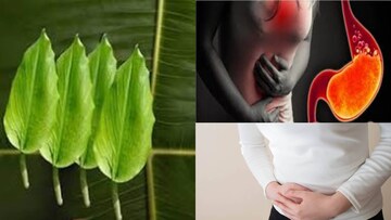 অম্বল, কোষ্ঠকাঠিন্যের দফারফা! ঋতুস্রাবের কষ্টে আরাম! এই মশলার সর্বরোগহরা পাতায় শরীর থেকে সাফ বিষাক্ত জিনিস