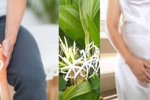 White Discharge & Joint Pain: অযত্নে বেড়ে ওঠা ফুলের গুণে সারবে সাদা স্রাব! গাঁটের ব্যথারও ছুটি! পগারপার চর্মরোগ