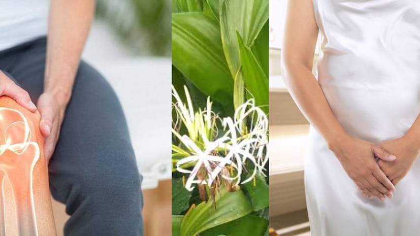 প্রকৃতিতে এমন কোন কিছুই মূল্যহীন নেই। সৌন্দর্য এবং সুগন্ধের জন্য পরিচিত ফুল আসলে ঔষধি গুণাবলীর অধিকারী হতে পারে। যদিও এই গাছগুলি সম্পর্কে মানুষের জ্ঞান প্রায়শই সীমিত, আপনি সম্ভবত সুদর্শন গাছের সাথে পরিচিত। সুদর্শন গাছটি যতটা সুন্দর, ততটাই অলৌকিক। প্রকৃতিতে এমন কোন কিছুই মূল্যহীন নেই। সৌন্দর্য এবং সুগন্ধের জন্য পরিচিত ফুল আসলে ঔষধি গুণাবলীর অধিকারী হতে পারে। যদিও এই গাছগুলি সম্পর্কে মানুষের জ্ঞান প্রায়শই সীমিত, আপনি সম্ভবত সুদর্শন গাছের সাথে পরিচিত। সুদর্শন গাছটি যতটা সুন্দর, ততটাই অলৌকিক।