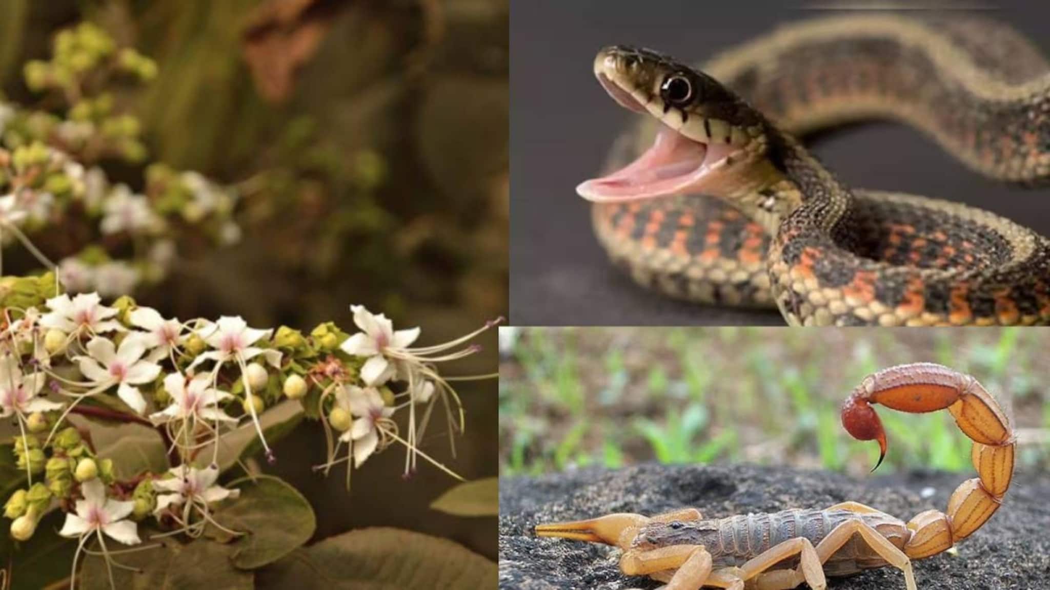 Snake & Scorpion Bites: সাপের ছোবল, বিছের হুলের বিষের প্রভাব কমায়! ডায়রিয়া-আর্থ্রাইটিসের মোক্ষম দাওয়াই বনেবাদাড়ে অনাদরে ফুটে থাকা সাদা ফুল