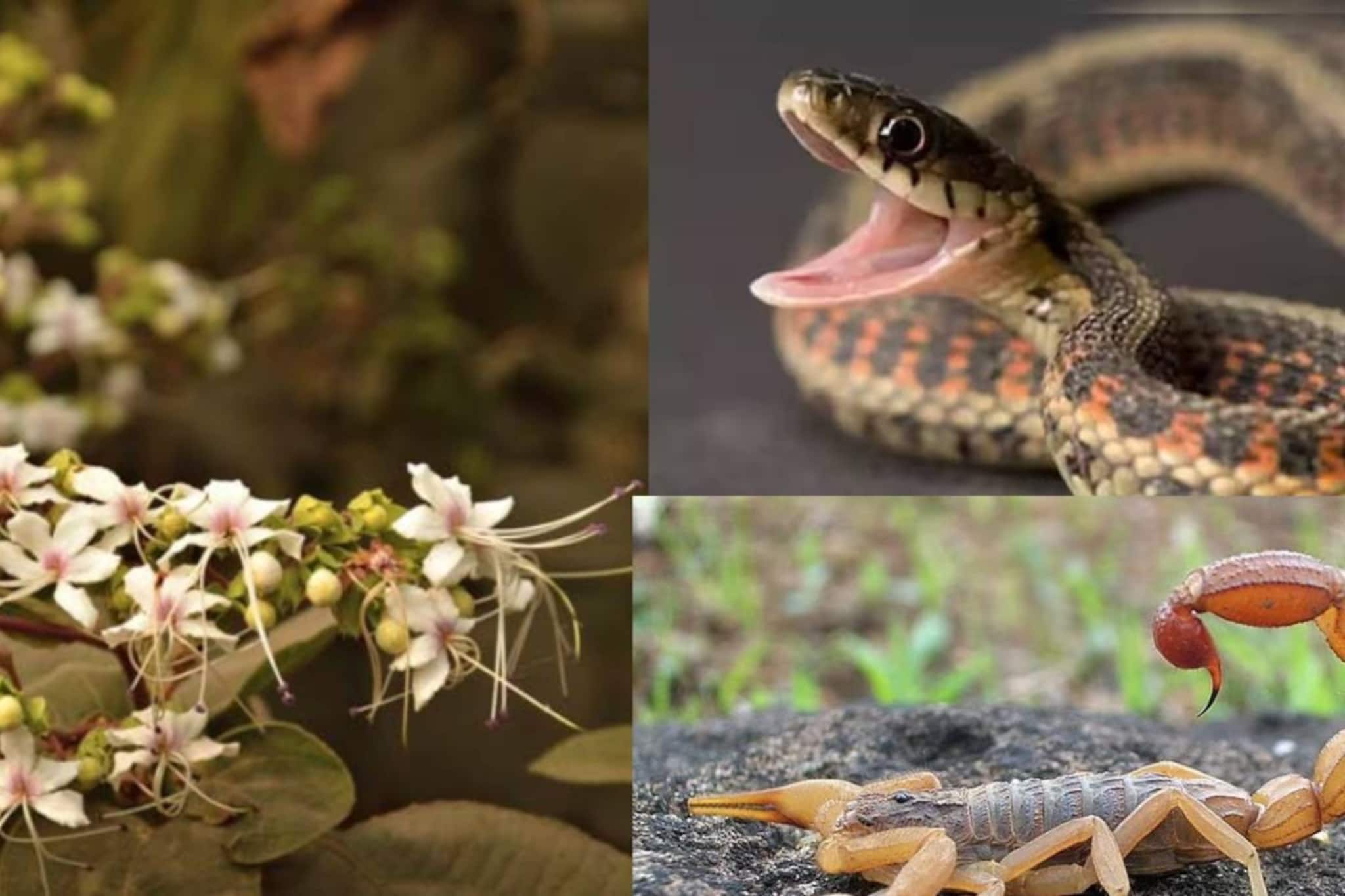 সাপের ছোবল, বিছের হুলের বিষের প্রভাব কমায়! ডায়রিয়া-আর্থ্রাইটিসের মোক্ষম দাওয়াই বনেবাদাড়ে অনাদরে ফুটে থাকা সাদা ফুল সাপের ছোবল, বিছের হুলের বিষের প্রভাব কমায়! ডায়রিয়া-আর্থ্রাইটিসের মোক্ষম দাওয়াই বনেবাদাড়ে অনাদরে ফুটে থাকা সাদা ফুল