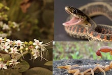 Snake & Scorpion Bites: সাপের ছোবল, বিছের হুলের বিষের প্রভাব কমায়! ডায়রিয়া-আর্থ্রাইটিসের মোক্ষম দাওয়াই বনেবাদাড়ে অনাদরে ফুটে থাকা সাদা ফুল