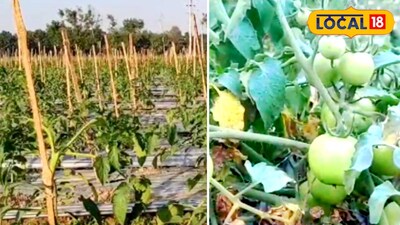 অভিনব পদ্ধতিতে টমেটো চাষ