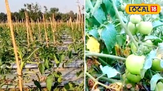 অভিনব পদ্ধতিতে টমেটো চাষ অভিনব পদ্ধতিতে টমেটো চাষ