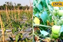 Agriculture News: কম খরচে অধিক ফলন! এই পদ্ধতিতে টমেটো চাষ করে হতে পারেন মালামাল, দিশা দেখাচ্ছেন হেমতাবাদের চাষি