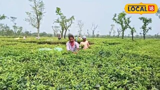 ২১ মাস পর খুলল চা বাগান