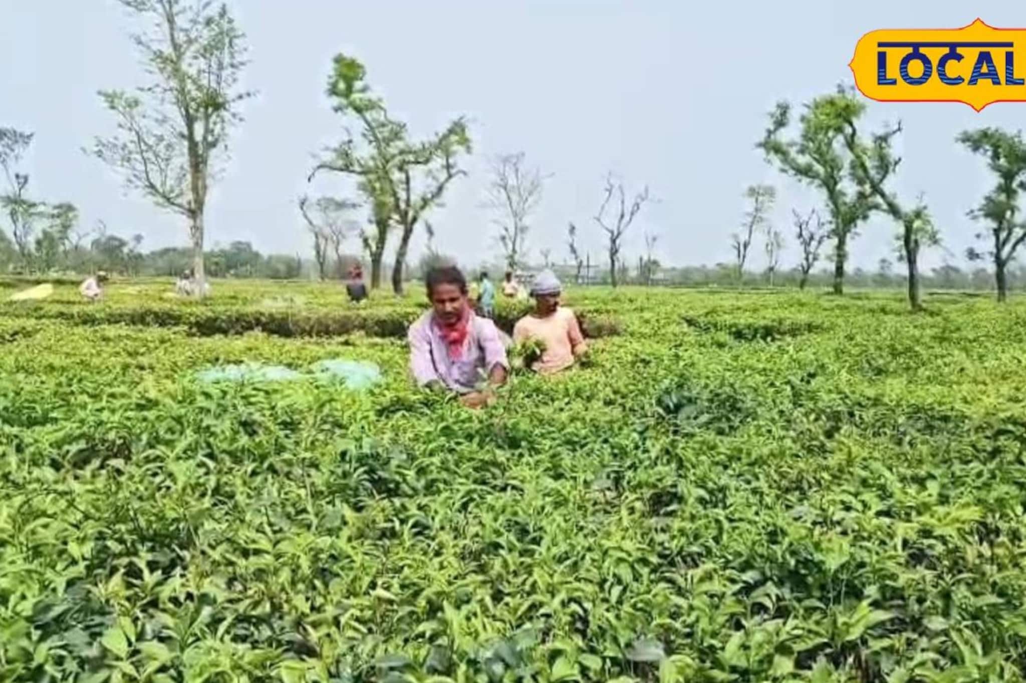 ২১ মাস পর খুলল চোপড়ার চা বাগান! ইদের আগে শ্রমিকদের মুখে হাসি