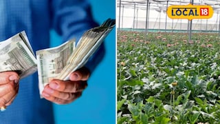 জারবেরা ফুল চাষ করে লক্ষ্মীলাভ রায়গঞ্জের কৃষকের জারবেরা ফুল চাষ করে লক্ষ্মীলাভ রায়গঞ্জের কৃষকের