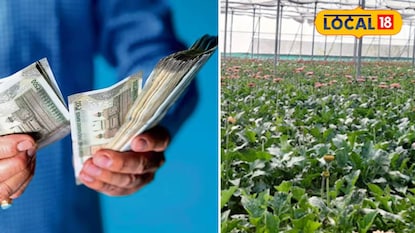 জারবেরা ফুল চাষ করে লক্ষ্মীলাভ রায়গঞ্জের কৃষকের জারবেরা ফুল চাষ করে লক্ষ্মীলাভ রায়গঞ্জের কৃষকের