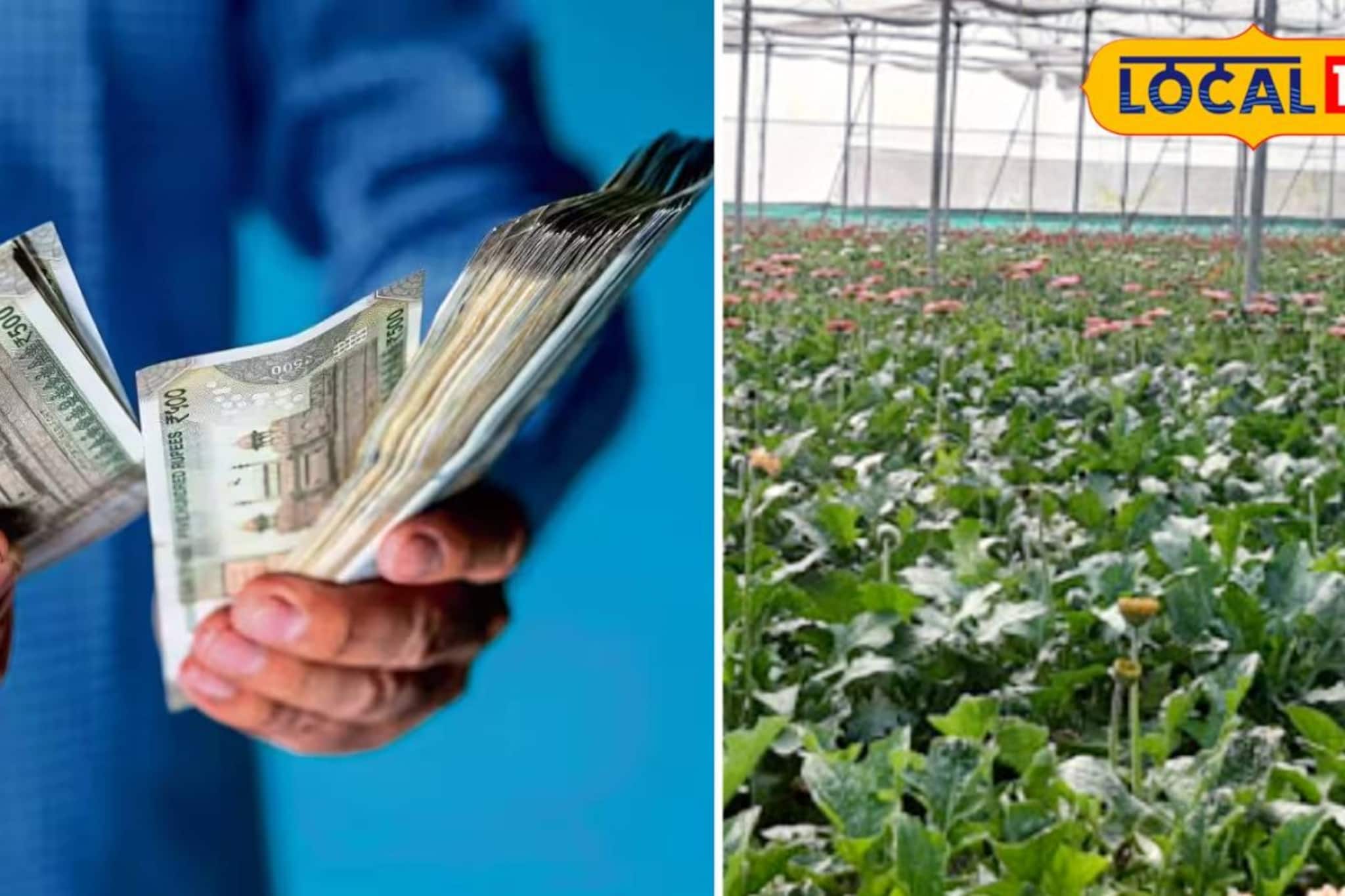 কৃষিকাজেই লুকিয়ে মালামাল হওয়ার সিক্রেট! বিশেষ ফুল চাষ করে দু’হাতে রোজগার করছেন রায়গঞ্জের কৃষক