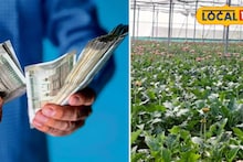 Profitable Farming: কৃষিকাজেই লুকিয়ে মালামাল হওয়ার সিক্রেট! বিশেষ ফুল চাষ করে দু’হাতে রোজগার রায়গঞ্জের কৃষকের, আয়ের দিশা দেখাচ্ছেন অন্যান্যদেরও