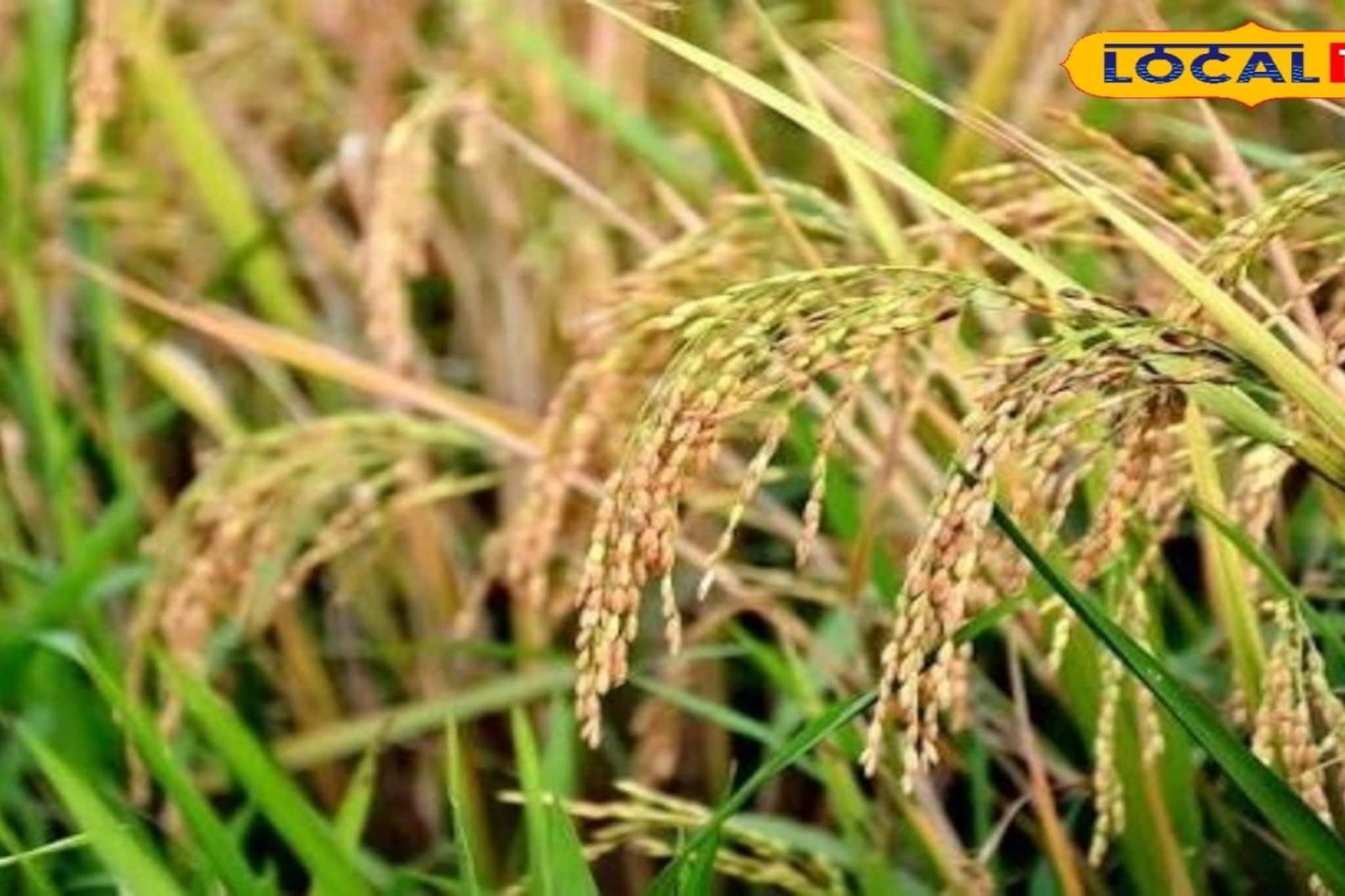 তীব্র গরমেও ক্ষতির হাত থেকে বাঁচবে ফসল, কৃষি বিজ্ঞানীর সহজ কিছু টিপস মেনে চললেই বাজিমাত