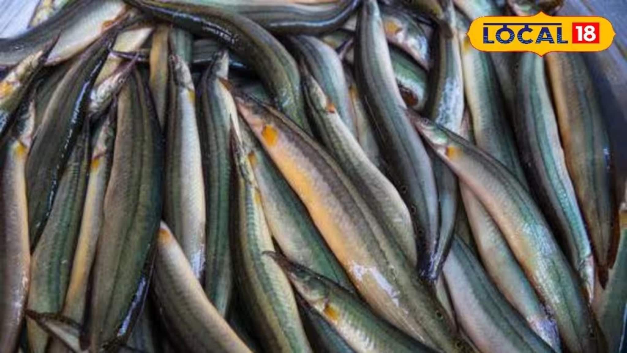 Fish: নাক সিঁটকান বাজারে দেখলেই...? ঔষধি গুণে ভরপুর গ্রাম-বাংলার এই সাধারণ মাছ! প্রোটিনের ভাণ্ডার, বাতের ব্যথা সারবে এক চুটকিতে! বাকি উপকার শুনলে এখনই ছুটবেন থলে হাতে Fish: নাক সিঁটকান বাজারে দেখলেই...? ঔষধি গুণে ভরপুর গ্রাম-বাংলার এই সাধারণ মাছ! প্রোটিনের ভাণ্ডার, বাতের ব্যথা সারবে এক চুটকিতে! বাকি উপকার শুনলে এখনই ছুটবেন থলে হাতে