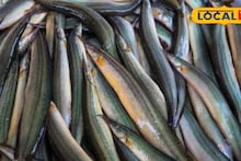 Fish: নাক সিঁটকান বাজারে দেখলেই...? ঔষধি গুণে ভরপুর গ্রাম-বাংলার এই সাধারণ মাছ! প্রোটিনের ভাণ্ডার, বাতের ব্যথা সারবে এক চুটকিতে! বাকি উপকার শুনলে এখনই ছুটবেন থলে হাতে